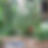 pissbank thumbnail